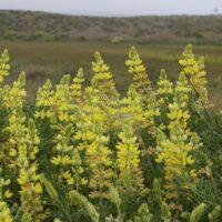Lupinus arboreus – yellow flowered form