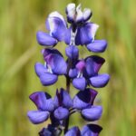 Lupinus nanus - sky lupine
