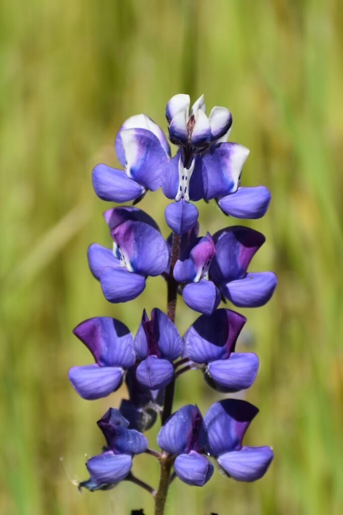 Lupinus nanus - sky lupine
