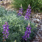 Lupinus albifrons var. collinus - prostrate silver lupine