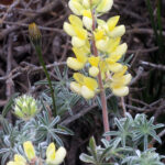 Lupinus arboreus - yellow flowered form - yellow bush lupine