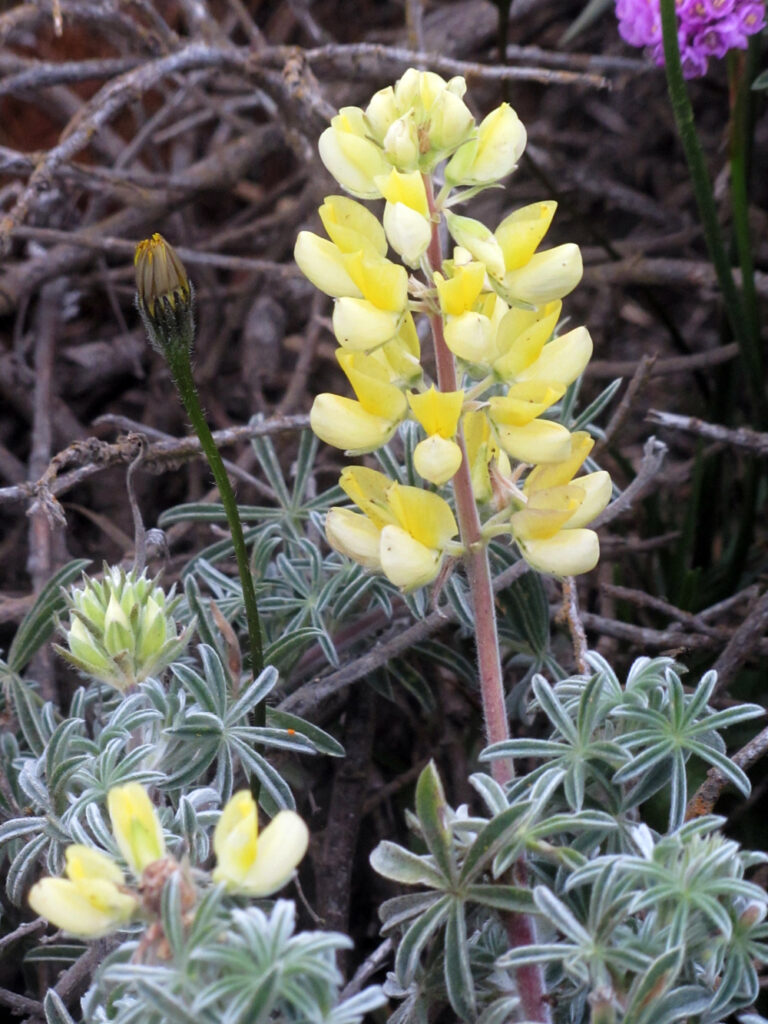 Lupinus arboreus - yellow flowered form - yellow bush lupine