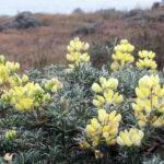 Lupinus arboreus - yellow flowered form - yellow bush lupine