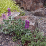 Lupinus sericatus - Cobb Mountain lupine