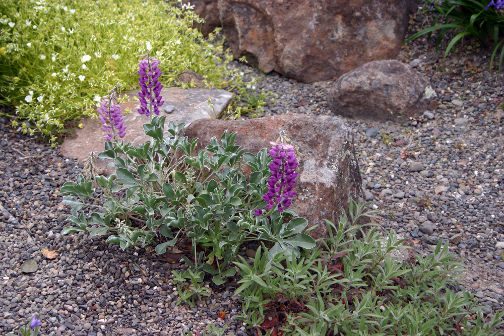Lupinus sericatus - Cobb Mountain lupine
