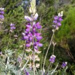 Lupinus albifrons var. douglasii - Douglas' silver bush lupine