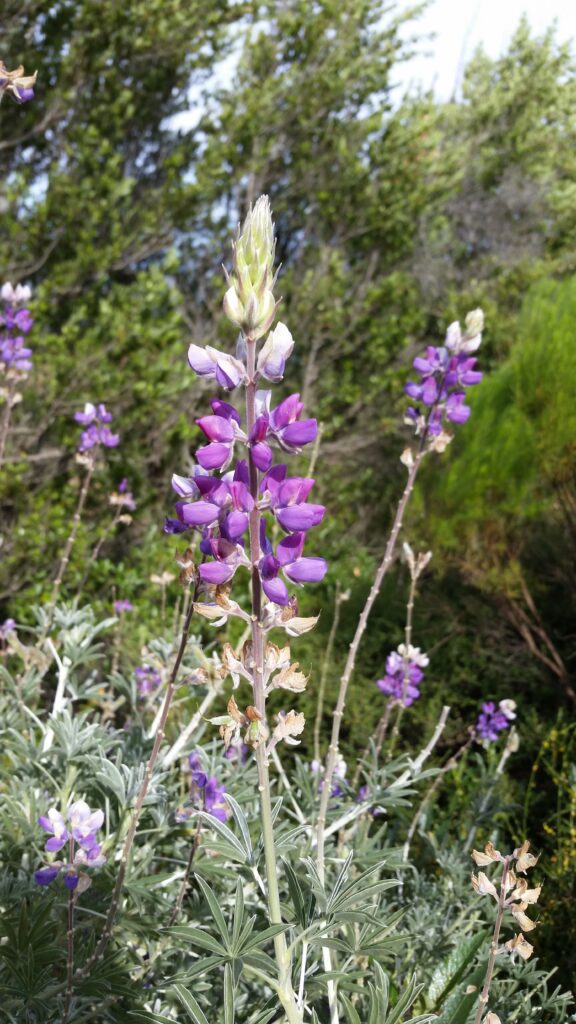 Lupinus albifrons var. douglasii - Douglas' silver bush lupine