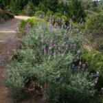 Lupinus albifrons var. douglasii - Douglas' silver bush lupine