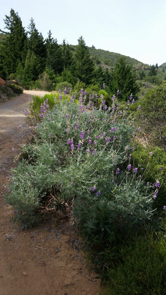 Lupinus albifrons var. douglasii - Douglas' silver bush lupine