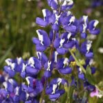 Lupinus nanus - sky lupine