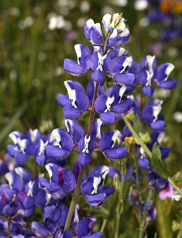 Lupinus nanus - sky lupine