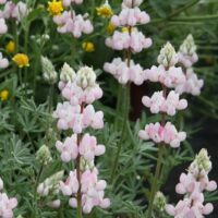 Lupinus nanus - Pacific Pink - pink sky lupine