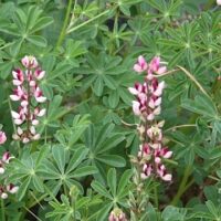 Lupinus succulentus