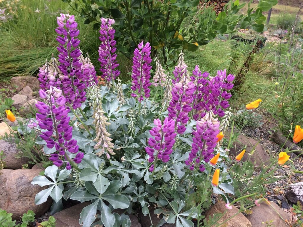 Lupinus sericatus - Cobb Mountain lupine