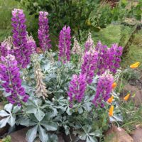 Lupinus sericatus - Cobb Mountain lupine