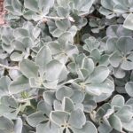 Lupinus sericatus - Cobb Mountain lupine