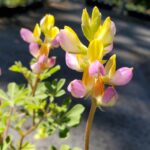 Lupinus stiversii - harlequin lupine