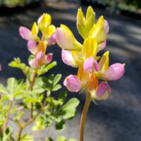 Lupinus stiversii - harlequin lupine