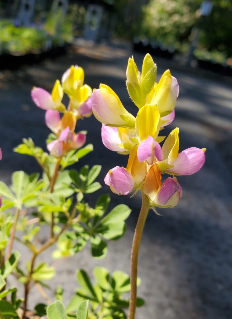 Lupinus stiversii - harlequin lupine