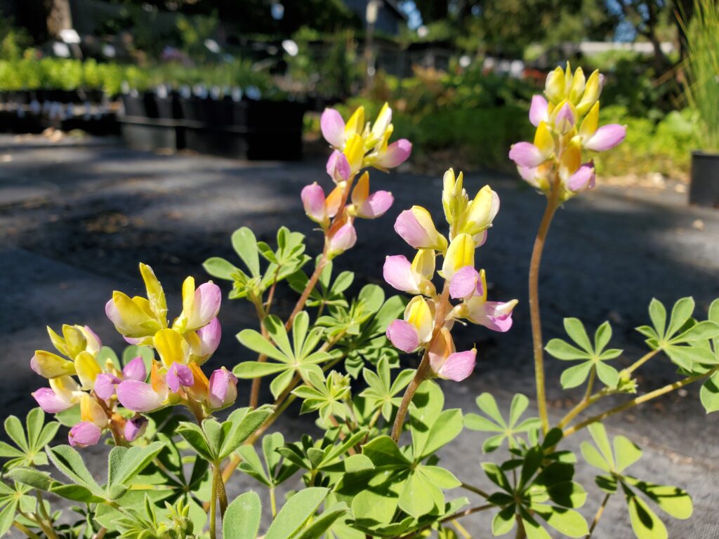 Lupinus stiversii - harlequin lupine