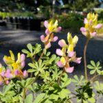 Lupinus stiversii - harlequin lupine