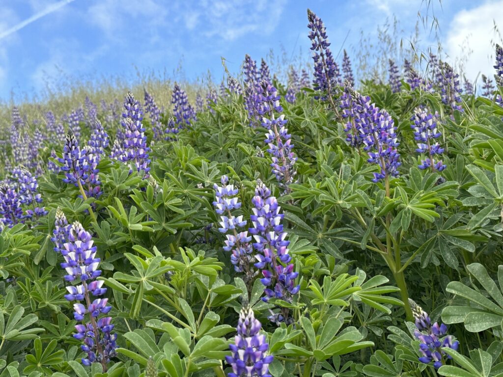 Lupinus succulentus - arroyo lupine