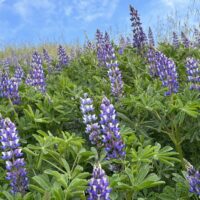 Lupinus succulentus