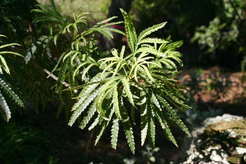 Lyonothamnus floribundus ssp. aspleniifolius - Santa Cruz Island ironwood
