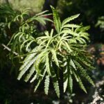 Lyonothamnus floribundus ssp. aspleniifolius - Santa Cruz Island ironwood