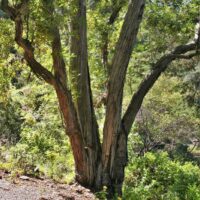 Lyonothamnus floribundus ssp. aspleniifolius