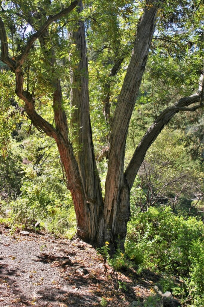 Lyonothamnus floribundus ssp. aspleniifolius - Santa Cruz Island ironwood