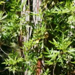 Lyonothamnus floribundus ssp. aspleniifolius - Santa Cruz Island ironwood