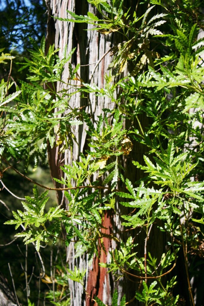 Lyonothamnus floribundus ssp. aspleniifolius - Santa Cruz Island ironwood