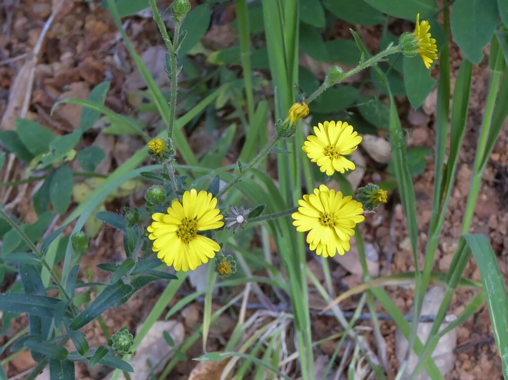 Anisocarpus (Madia) madioides - woodland madia