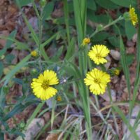 Anisocarpus (Madia) madioides