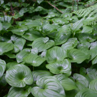 Maianthemum dilatatum
