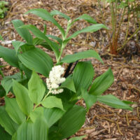 Maianthemum (Smilacina) racemosum