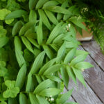 Maianthemum (Smilacina) stellatum - slim false Solomon's seal