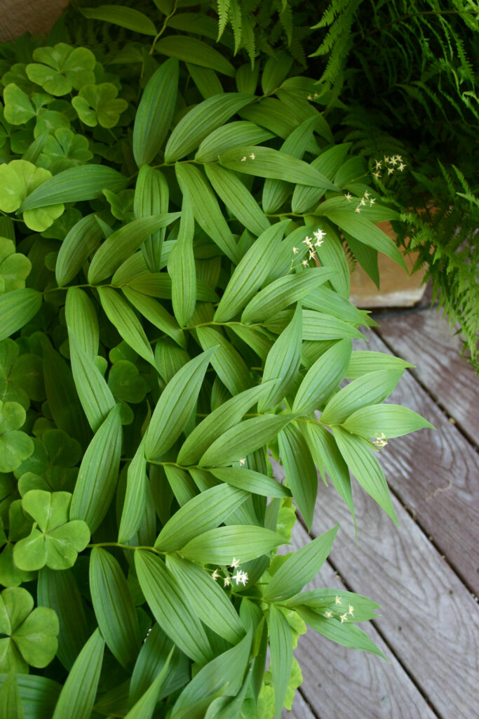Maianthemum (Smilacina) stellatum - slim false Solomon's seal