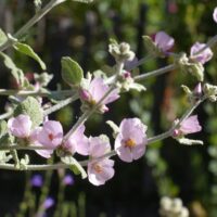 Malacothamnus fremontii