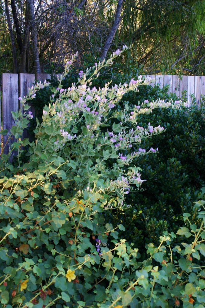 Malacothamnus fasciculatus var. nuttallii 'Casitas' - chapparal bush mallow