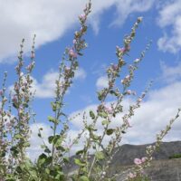 Malacothamnus fasciculatus