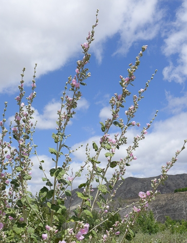 Malacothamnus fasciculatus - chaparral bush mallow