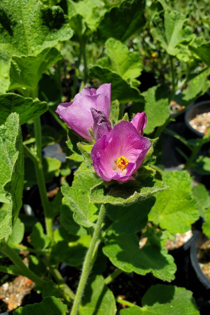 Malacothamnus palmeri var. lucianus 'Hanging Valley' - Santa Lucia bush mallow
