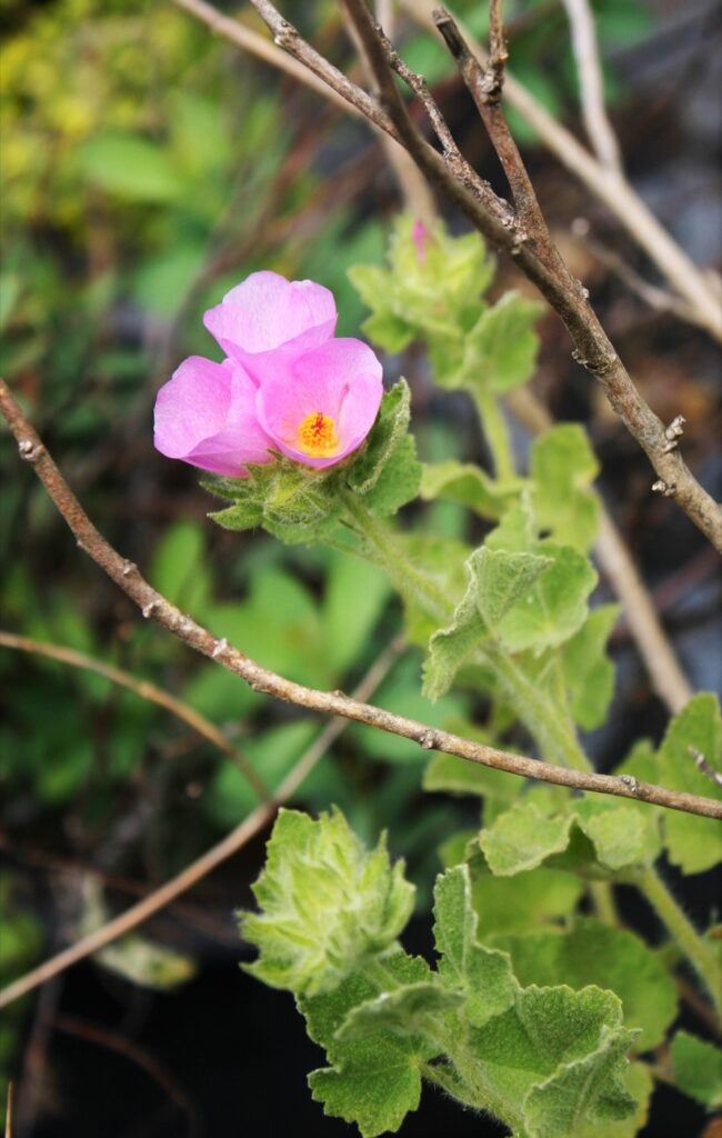 Malacothamnus palmeri var. lucianus - Santa Lucia bush mallow