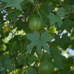 Marah fabacea - wild cucumber, California manroot