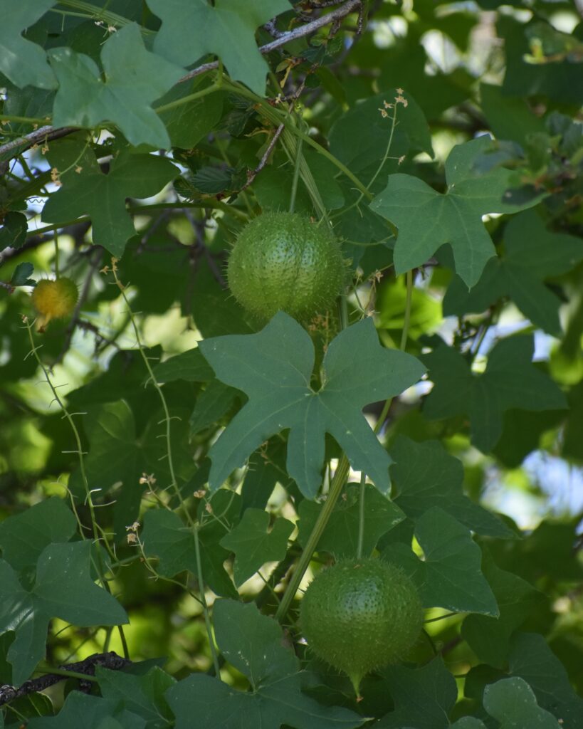 Marah fabacea - wild cucumber, California manroot