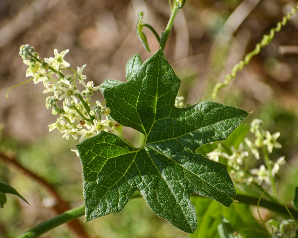 Marah fabacea - wild cucumber, California manroot