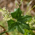 Marah fabacea - wild cucumber, California manroot