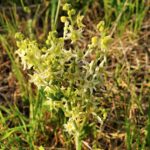 Marah fabacea - wild cucumber, California manroot